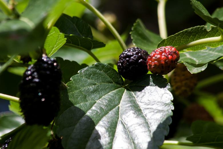 Free stock image of Wild Mulberries created by Pixabay