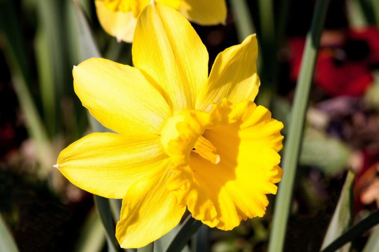 Free stock image of Fresh narcissus created by Pixabay