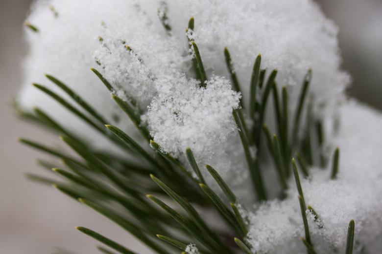 Free stock image of Icy Pine created by Pixabay