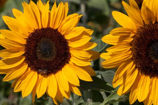 Free Stock Photo of Sunflower Field