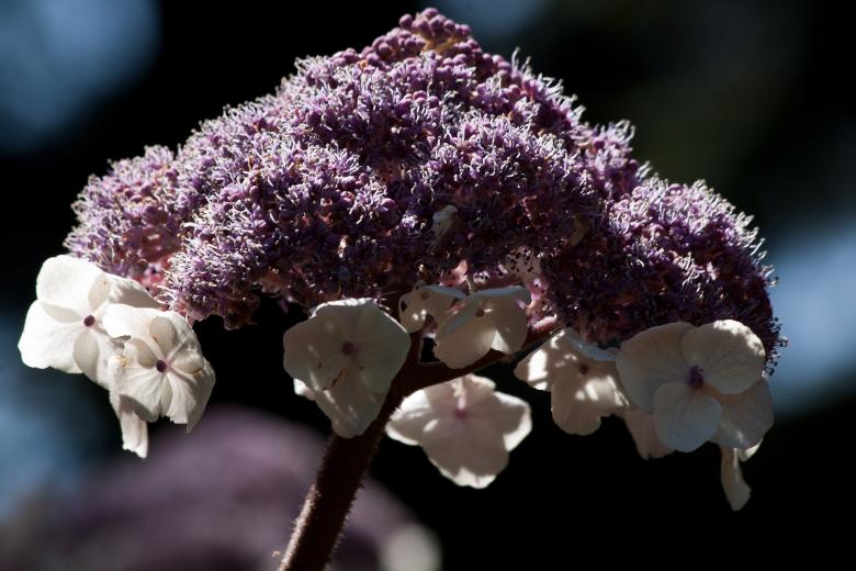 Free stock image of Velvet Hydrangea created by Pixabay