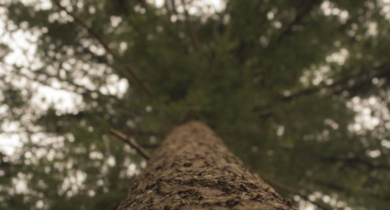 Free stock image of Tree Base created by W. Brandsma