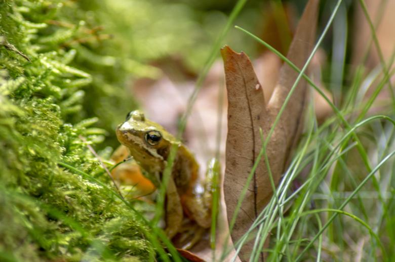 Free stock image of Little Green Frog created by W. Brandsma