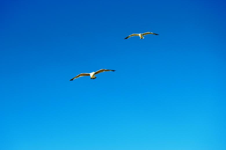 Free stock image of Two seagulls fly side by side created by Ivan Shidlovski