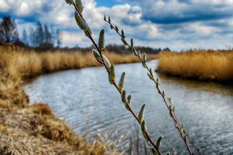 Free stock image of Blossoming willow in the spring created by Ivan Shidlovski