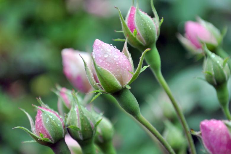 Free stock image of Pink Roses with Droplets created by Kate Towers 
