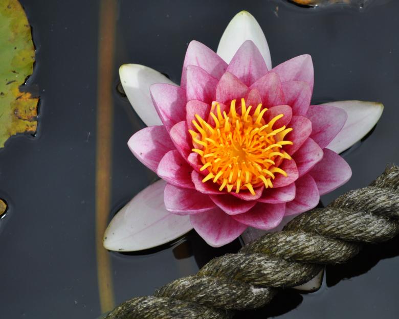 Free stock image of Water Lily Background created by Kate Towers 