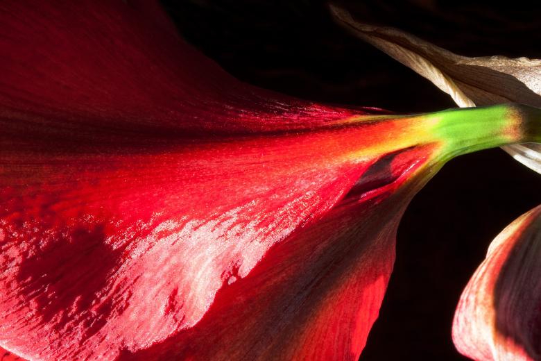 Free stock image of Red Amaryllis created by Pixabay