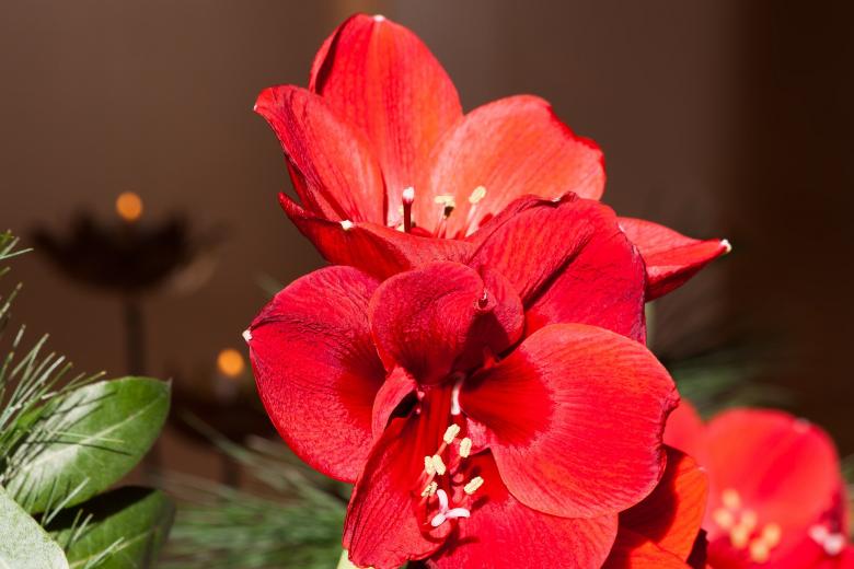 Free stock image of Red Amaryllis created by Pixabay