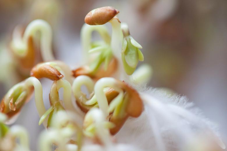 Free stock image of Cress Closeup created by Pixabay