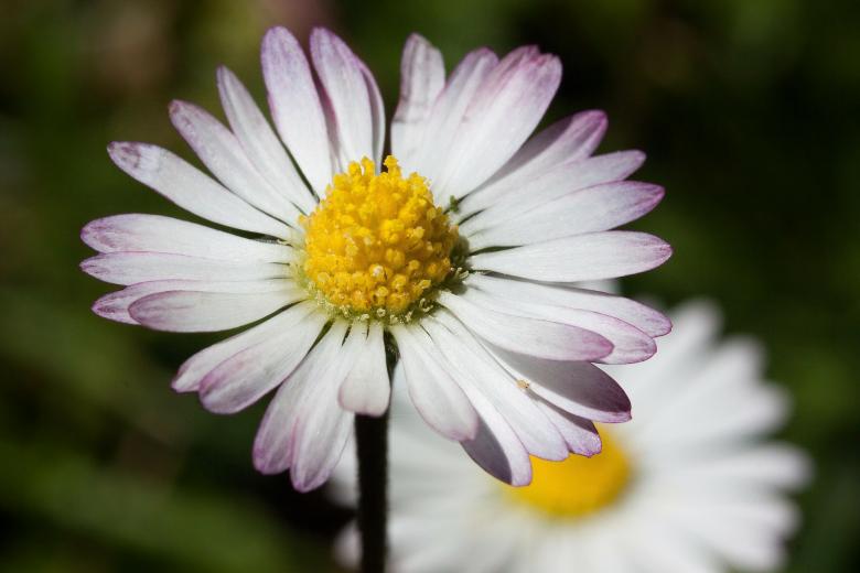 Free stock image of Daisy in the Garden created by Pixabay