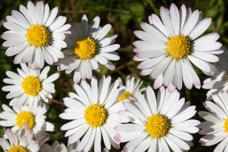 Free stock image of Bunch of Daisy created by Pixabay