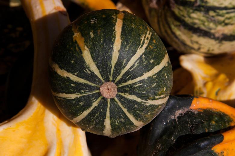 Free stock image of Decorative Squashes  created by Pixabay
