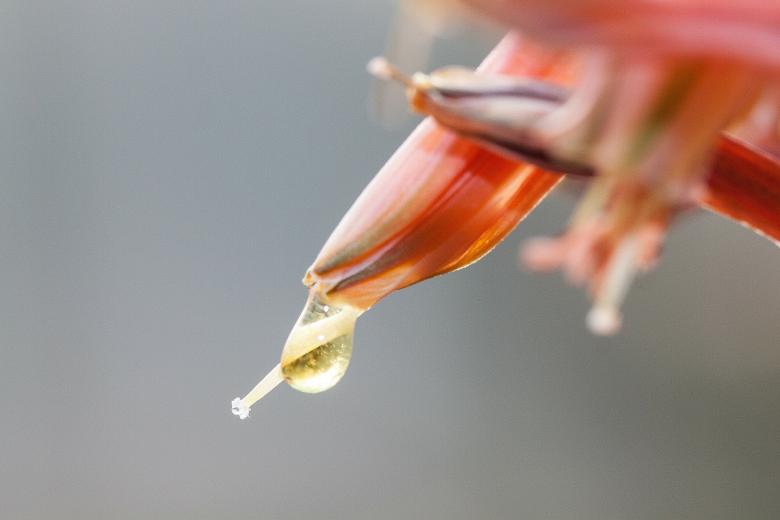 Free stock image of Dew Droplet created by Pixabay