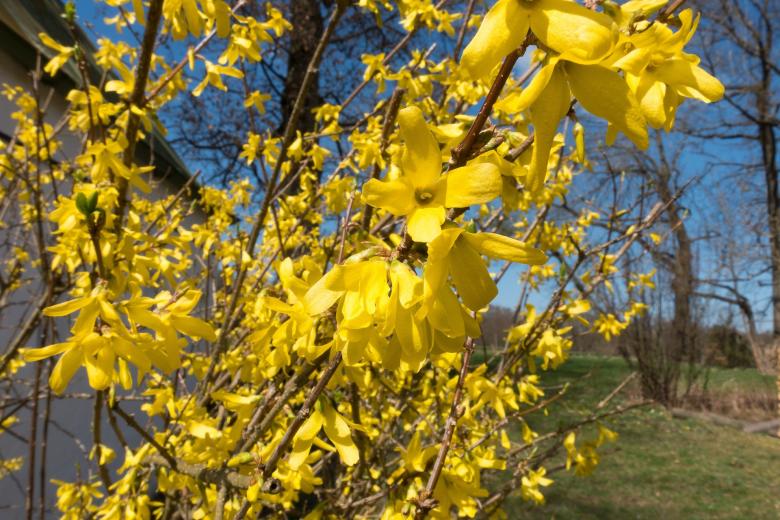 Free stock image of Fresh Forsythia created by Pixabay