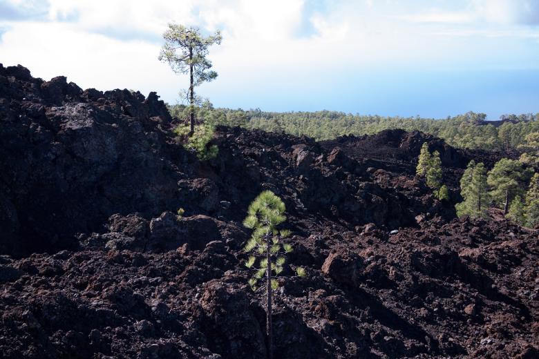 Free stock image of Trees Growing created by Pixabay