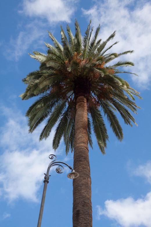 Free stock image of Palm Tree created by Pixabay