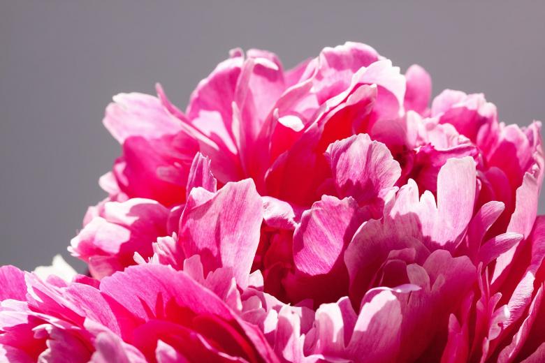 Free stock image of Fresh Pentecost created by Pixabay