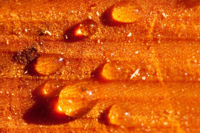 Free stock image of Resin created by Pixabay
