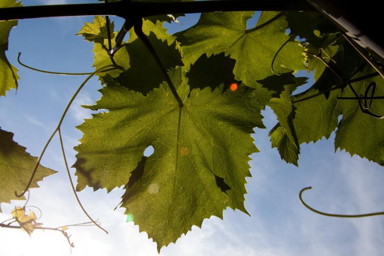 Free stock image of Giant Leaves created by Pixabay