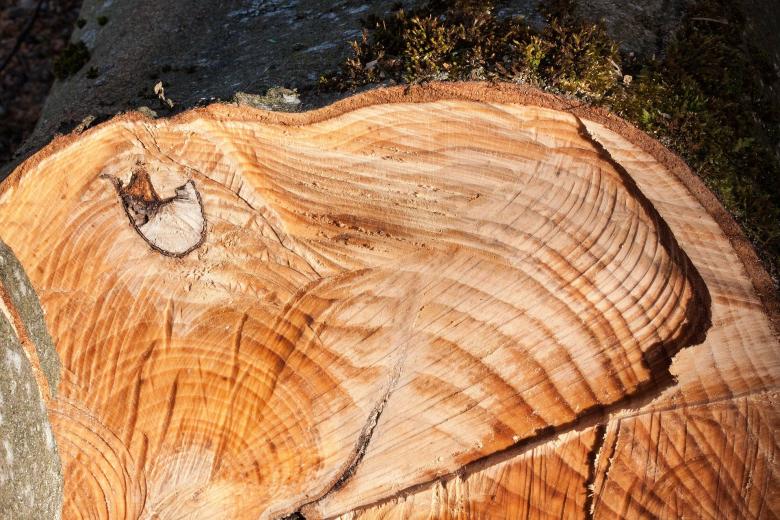 Free stock image of Beech created by Pixabay