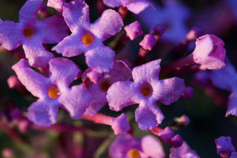 Free stock image of Buddleja Davidii created by Pixabay