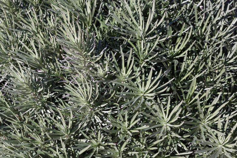 Free stock image of Wild Bushes created by Pixabay