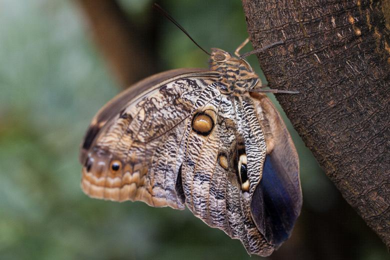 Free stock image of Caligo Eurilochus created by Pixabay