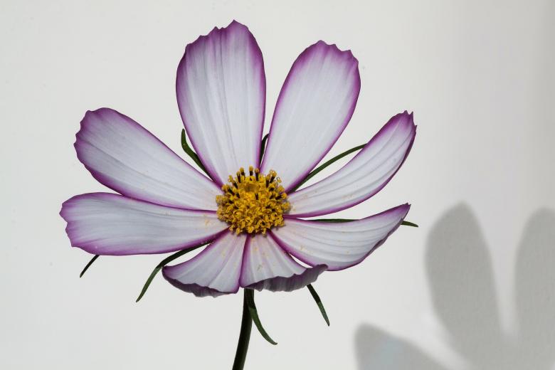 Free stock image of Fresh Cosmo created by Pixabay