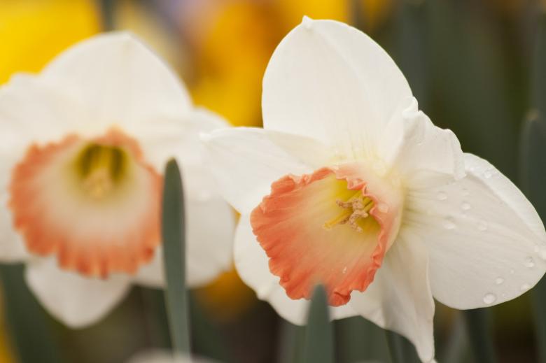 Free stock image of Fresh Daffodils created by Pixabay