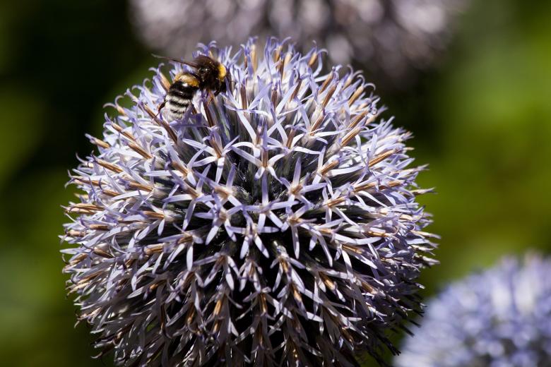 Free stock image of Bee on Echinops created by Pixabay