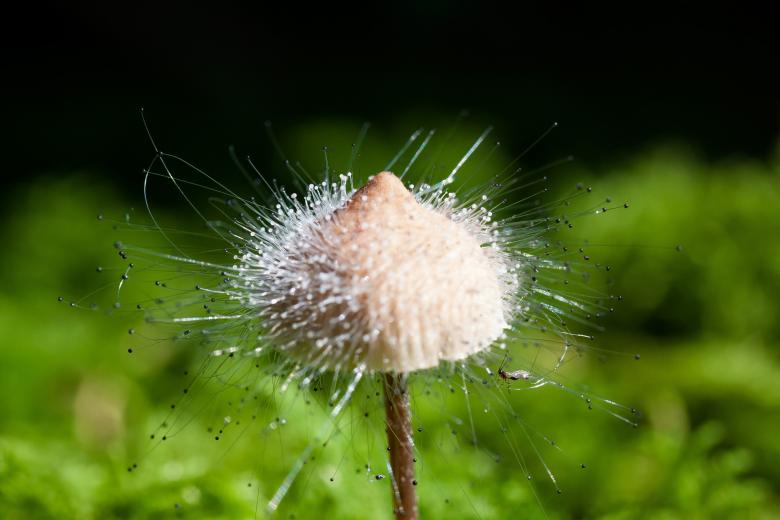 Free stock image of Macro Hamid created by Pixabay
