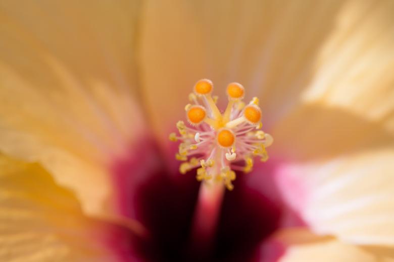 Free stock image of Macro Hibiscus created by Pixabay