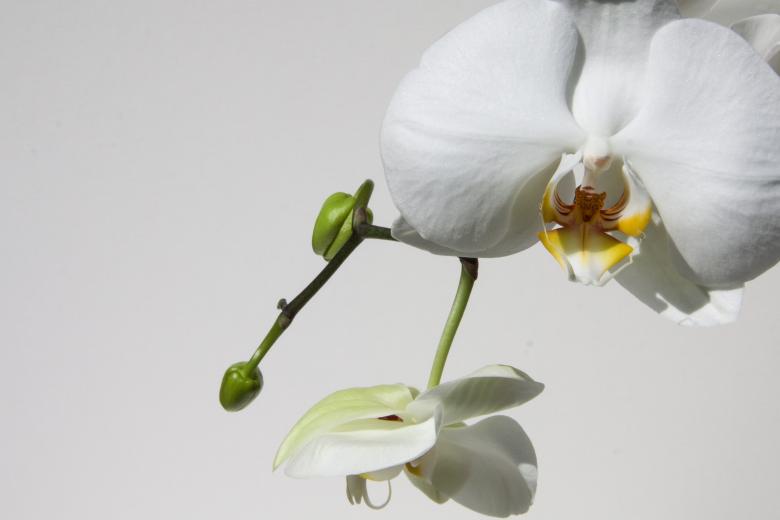 Free stock image of Wild Orchid created by Pixabay