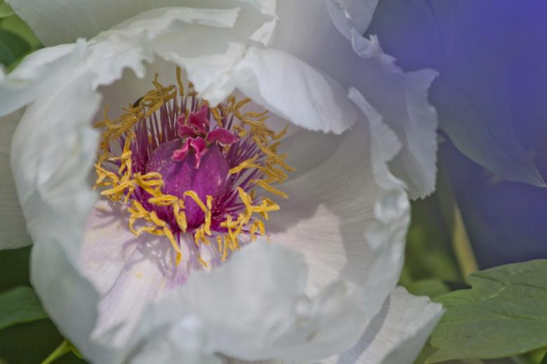 Free stock image of Fresh Peony created by Pixabay