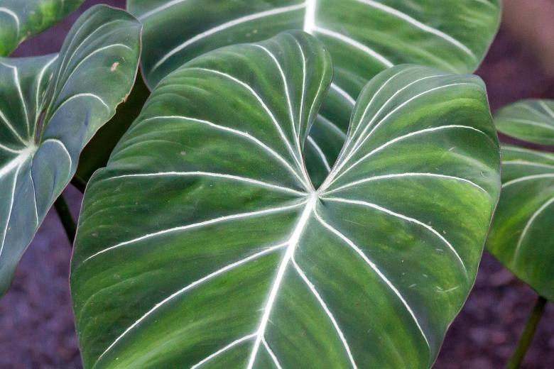 Free stock image of Philodendron Gloriosum created by Pixabay