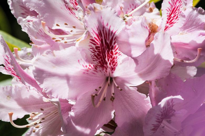 Free stock image of Fresh Rhododendron created by Pixabay