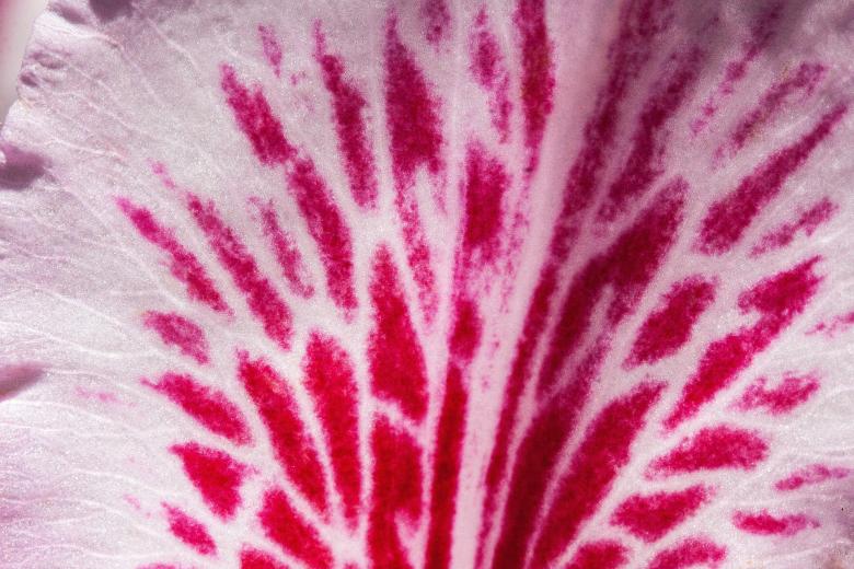 Free stock image of Rhododendron Macro created by Pixabay