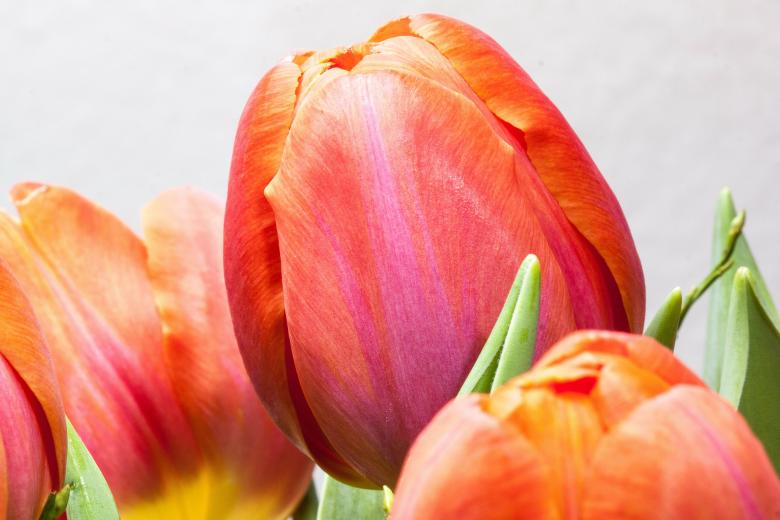 Free stock image of Tulip Closeup created by Pixabay