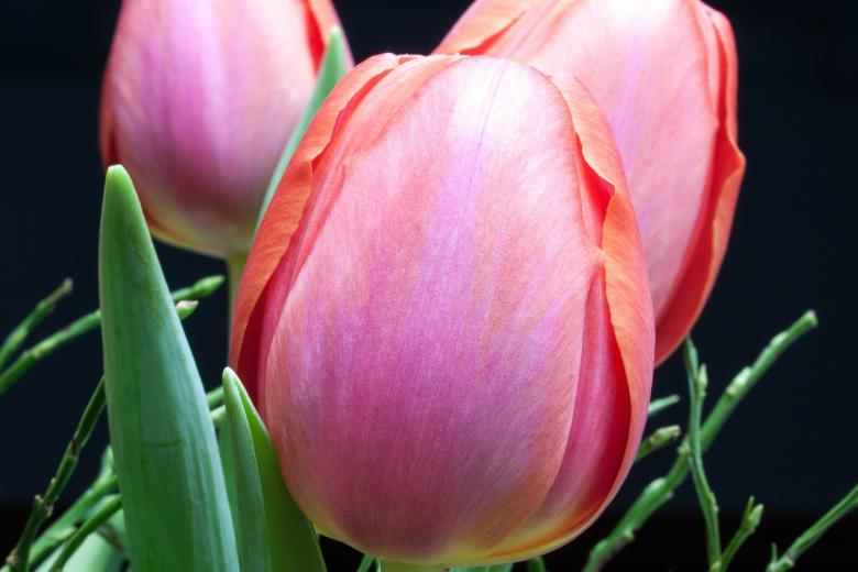 Free stock image of Fresh Tulip created by Pixabay
