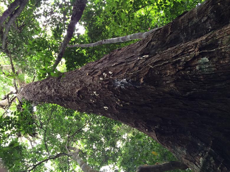 Free stock image of Big Tree created by Rikson Roberto