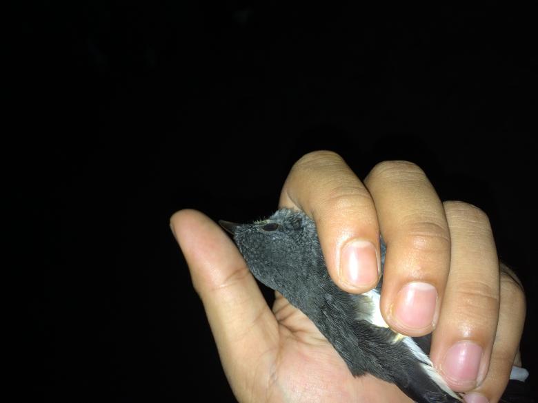 Free stock image of Holding Oriental Magpie-robin created by Rikson Roberto