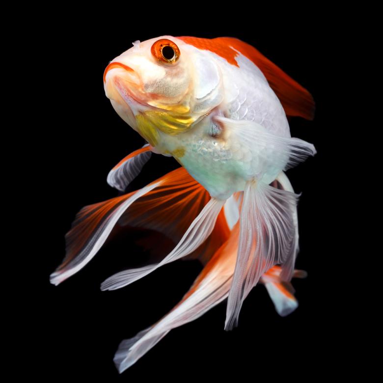 Free stock image of Goldfish  on Black created by 2happy