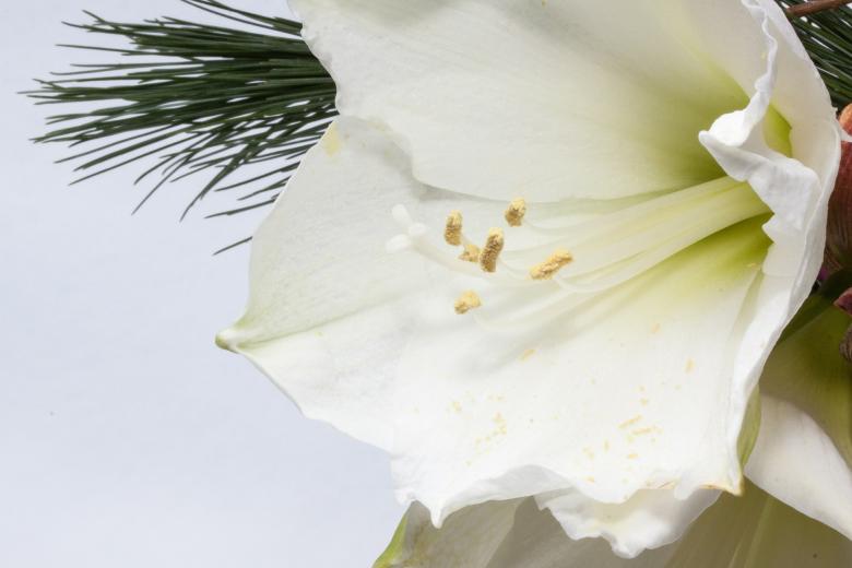 Free stock image of White Amaryllis created by Pixabay