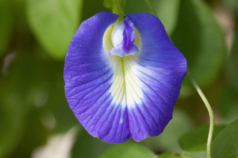 Free stock image of Blue Klitorie  created by Pixabay