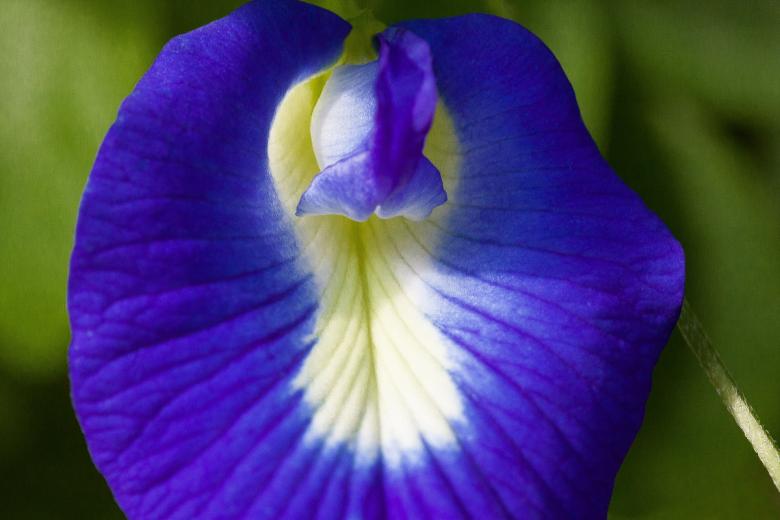 Free stock image of Blue Klitorie  created by Pixabay