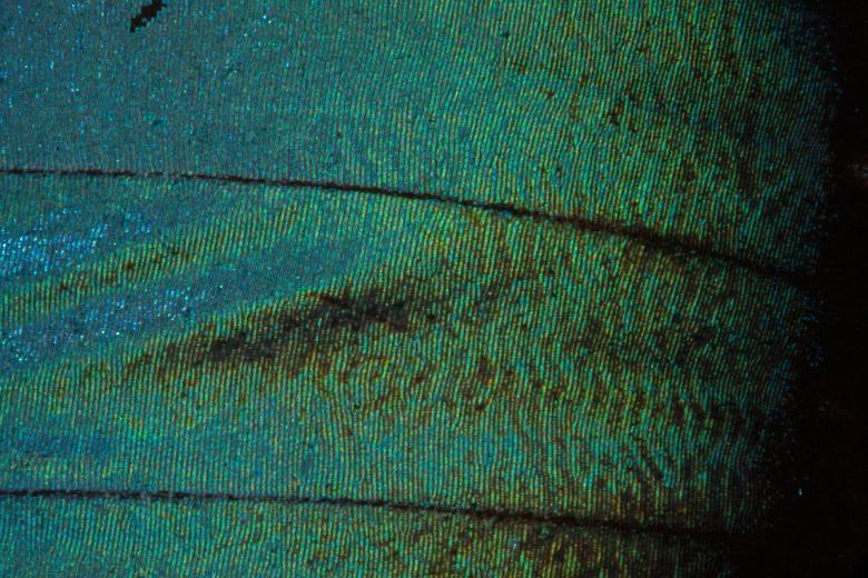 Free stock image of Butterfly Pattern created by Pixabay