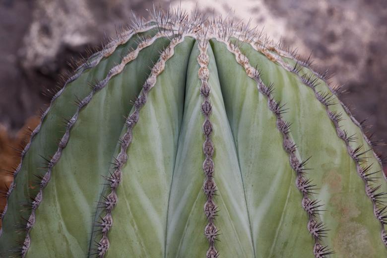 Free stock image of Cactus Closeup created by Pixabay