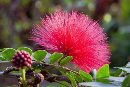 Free Stock Photo of Calliandra Haematocephala