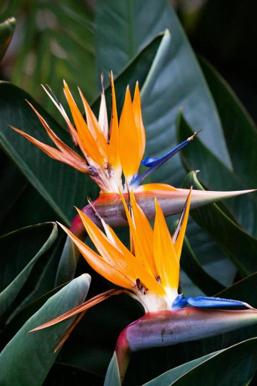 Free stock image of Fresh Caudata created by Pixabay